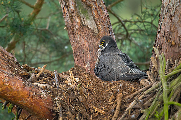 Wanderfalke (Falco peregrinus)