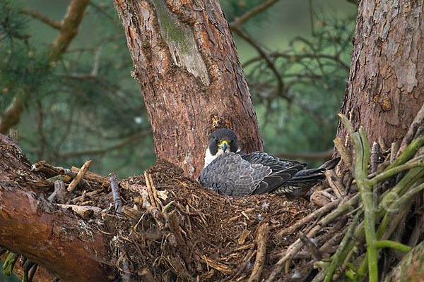 Wanderfalke (Falco peregrinus)