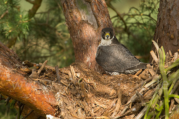 Wanderfalke (Falco peregrinus)