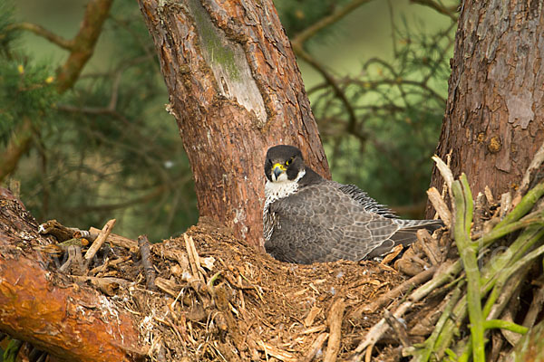 Wanderfalke (Falco peregrinus)