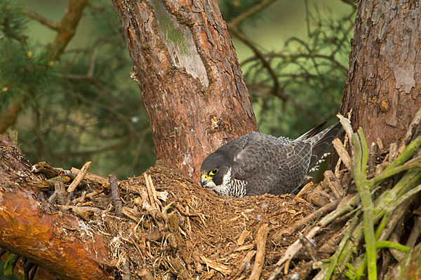 Wanderfalke (Falco peregrinus)