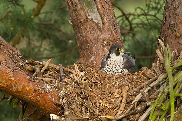 Wanderfalke (Falco peregrinus)