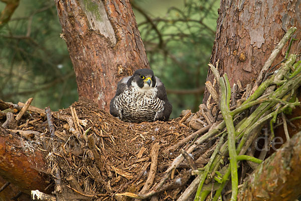 Wanderfalke (Falco peregrinus)