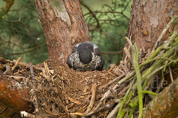 Wanderfalke (Falco peregrinus)