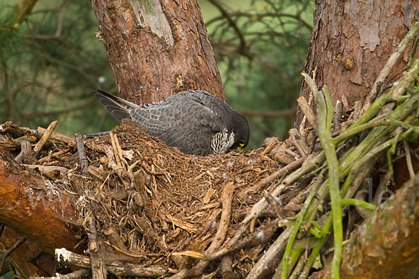 Wanderfalke (Falco peregrinus)