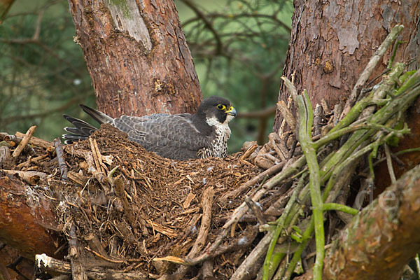 Wanderfalke (Falco peregrinus)