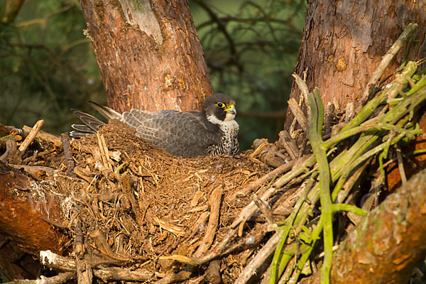 Wanderfalke (Falco peregrinus)