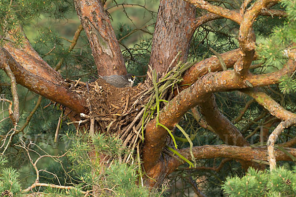 Wanderfalke (Falco peregrinus)