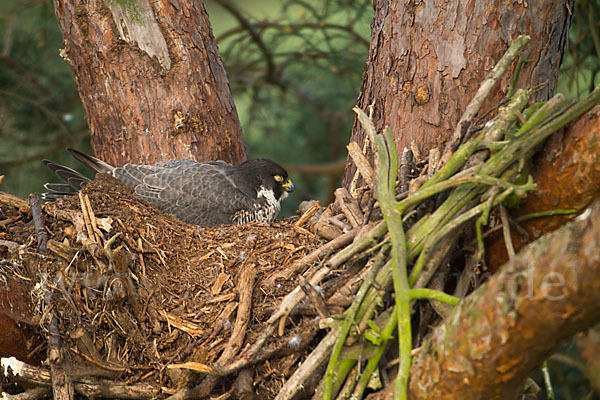 Wanderfalke (Falco peregrinus)