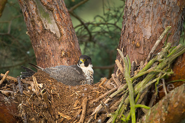 Wanderfalke (Falco peregrinus)