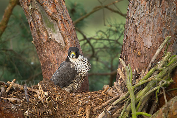 Wanderfalke (Falco peregrinus)