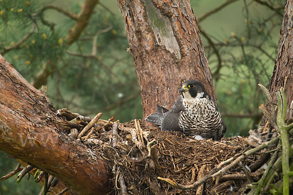 Wanderfalke (Falco peregrinus)