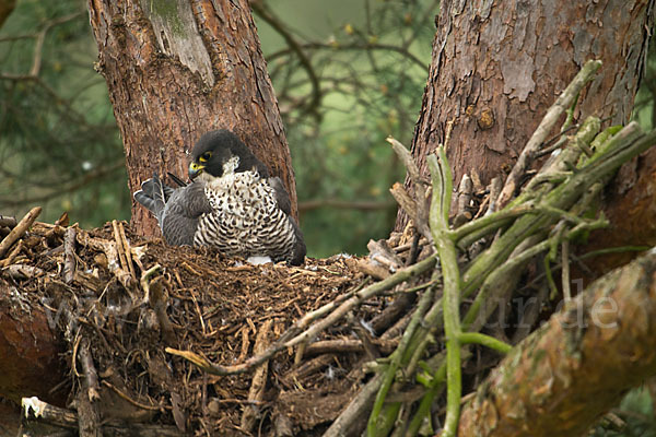 Wanderfalke (Falco peregrinus)