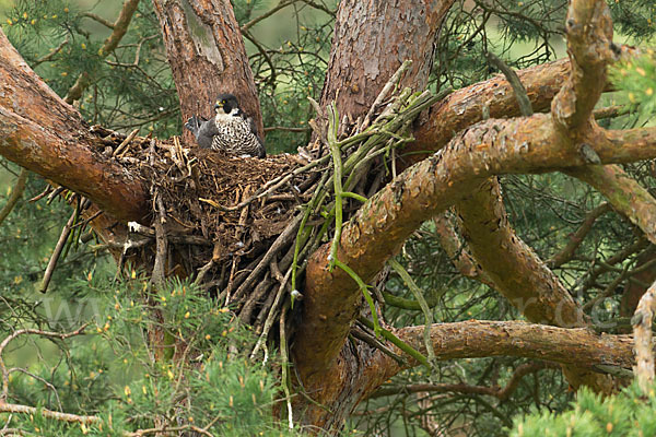 Wanderfalke (Falco peregrinus)