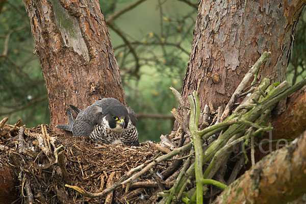 Wanderfalke (Falco peregrinus)