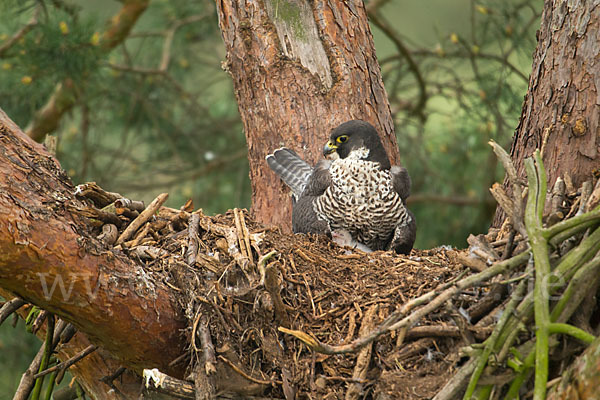 Wanderfalke (Falco peregrinus)