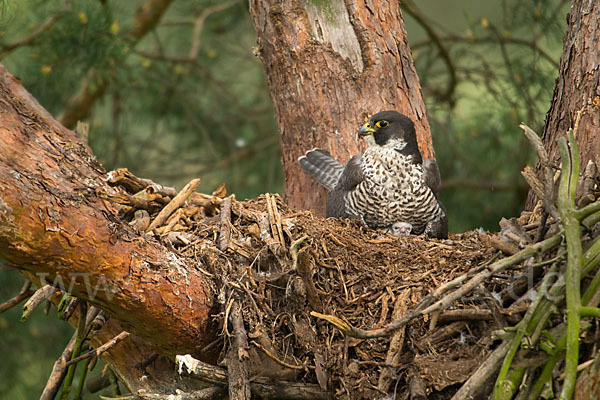 Wanderfalke (Falco peregrinus)