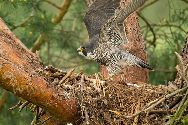 Wanderfalke (Falco peregrinus)