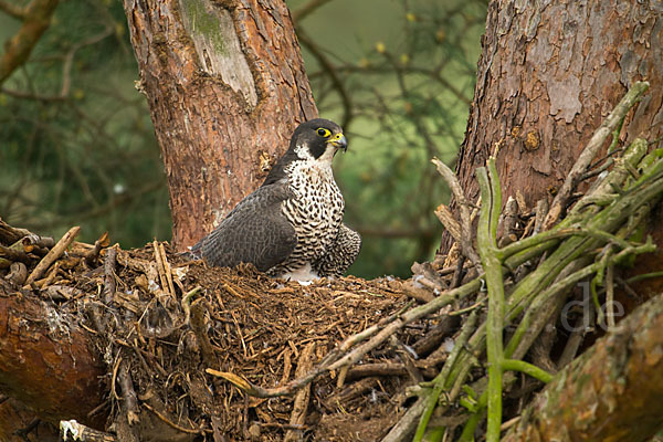 Wanderfalke (Falco peregrinus)