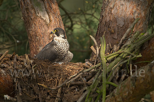 Wanderfalke (Falco peregrinus)