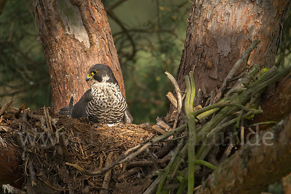 Wanderfalke (Falco peregrinus)