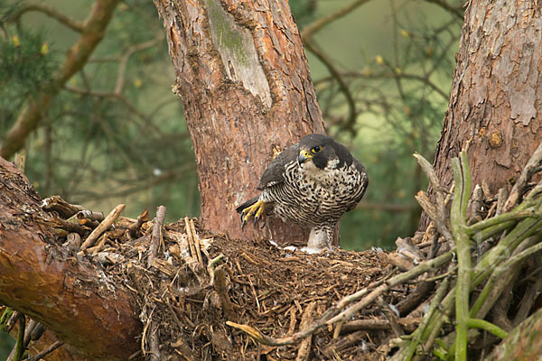 Wanderfalke (Falco peregrinus)