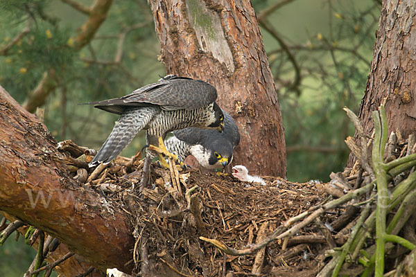 Wanderfalke (Falco peregrinus)