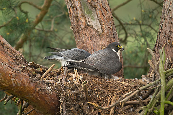 Wanderfalke (Falco peregrinus)