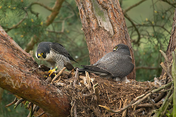 Wanderfalke (Falco peregrinus)