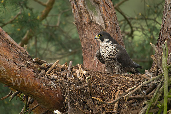 Wanderfalke (Falco peregrinus)