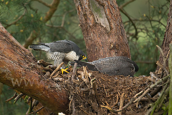 Wanderfalke (Falco peregrinus)