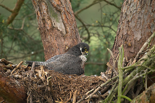 Wanderfalke (Falco peregrinus)