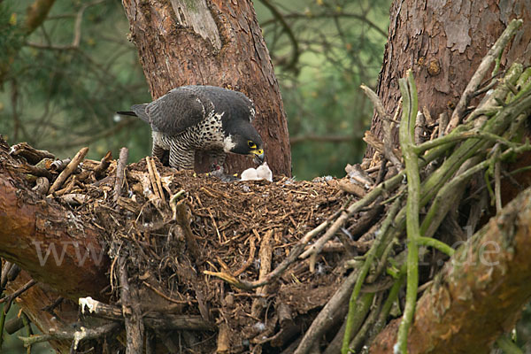 Wanderfalke (Falco peregrinus)