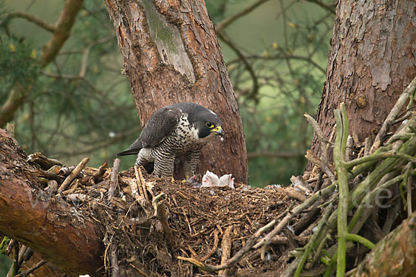 Wanderfalke (Falco peregrinus)