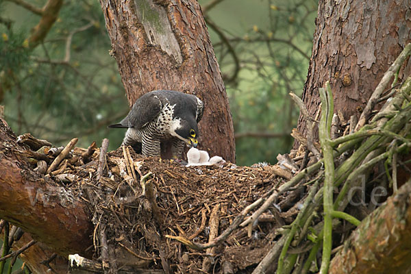 Wanderfalke (Falco peregrinus)