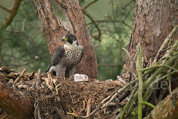 Wanderfalke (Falco peregrinus)