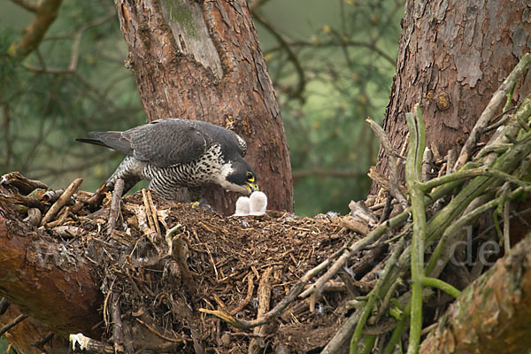 Wanderfalke (Falco peregrinus)