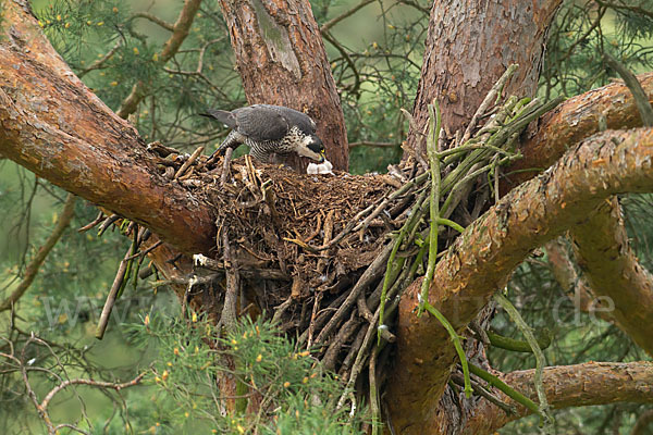 Wanderfalke (Falco peregrinus)