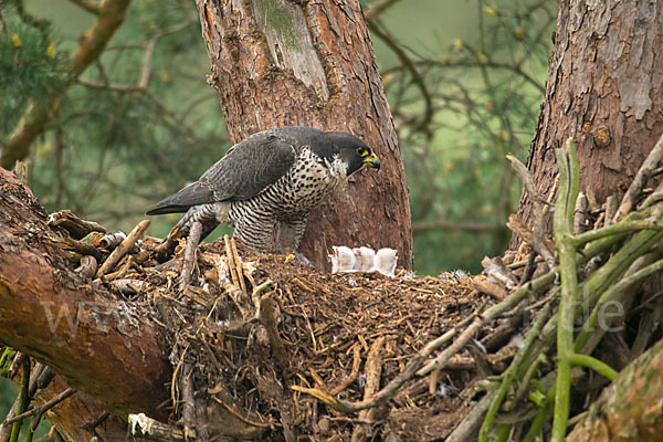 Wanderfalke (Falco peregrinus)