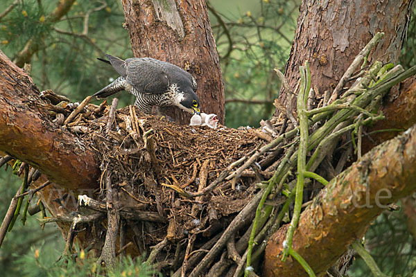 Wanderfalke (Falco peregrinus)