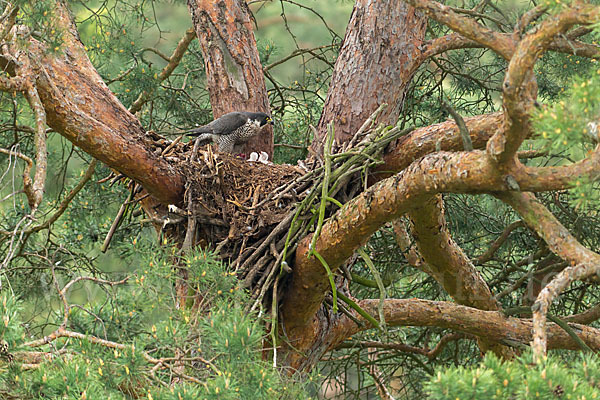 Wanderfalke (Falco peregrinus)