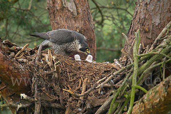 Wanderfalke (Falco peregrinus)