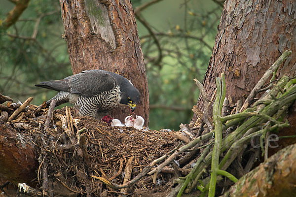 Wanderfalke (Falco peregrinus)