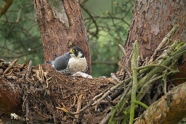 Wanderfalke (Falco peregrinus)