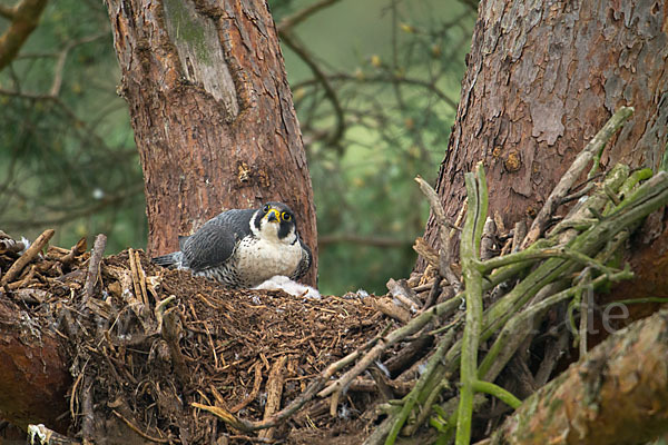 Wanderfalke (Falco peregrinus)