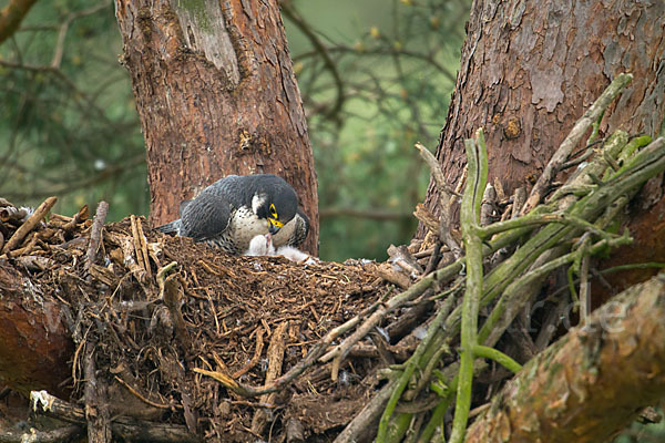 Wanderfalke (Falco peregrinus)