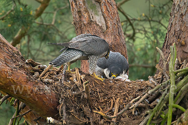 Wanderfalke (Falco peregrinus)