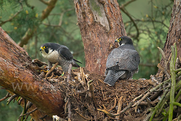 Wanderfalke (Falco peregrinus)