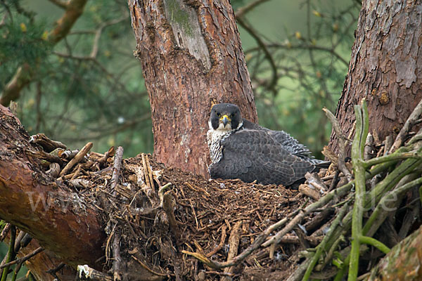 Wanderfalke (Falco peregrinus)