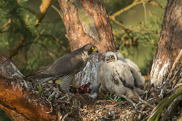 Wanderfalke (Falco peregrinus)